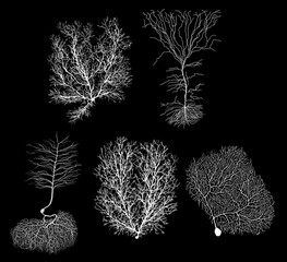 human development biology neuron with cell on black