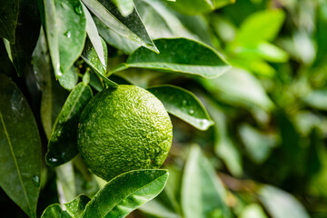 Green mandarin fruit on tree at the orchard