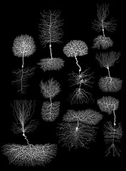 human development biology neuron with cell on black
