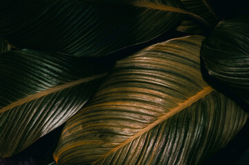 palm tree leaf