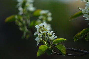 Budding and blooming white branches of an Amelanchier or Shadbush shrub or Serviceberry in the morning