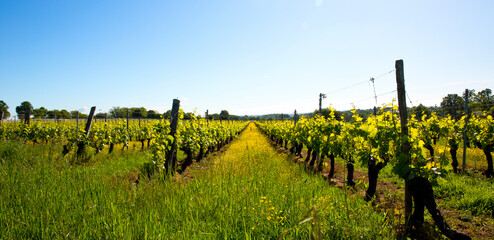 Panorama dans les vignes au printemps, vignoble de France.