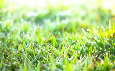 Soft focus Green grass with sunlight from a field nature background. Easter day backdrop.