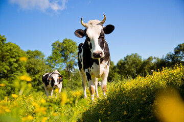 Vache laitière au printemps dans les champs fleuris.