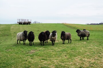 dorper sheep grazing in a pasture