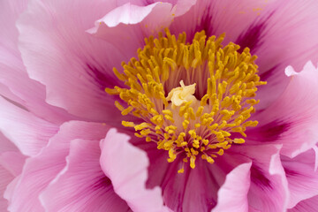 牡丹の花のアップ