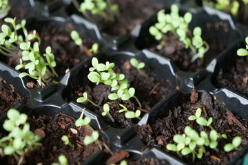 Small plant shoots for the garden