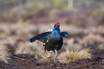 Lekking black grouse on spring swamp. Spring colors of moors with black grouse, blackcock. Male Black Grouse lek game at sunrise. banner of Lyrurus tetrix lekking in Estonia, Saaremaa.