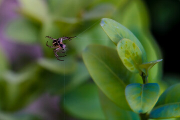 bug on a flower
