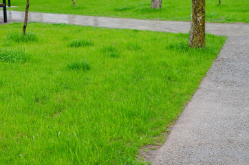Wet gray path next to the green lawn.
