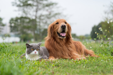 Golden Retriever and British Shorthair lying on the grass © chendongshan