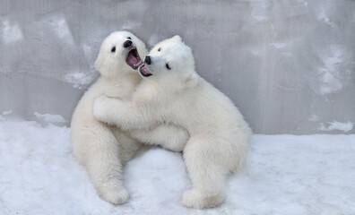 polar bear cub