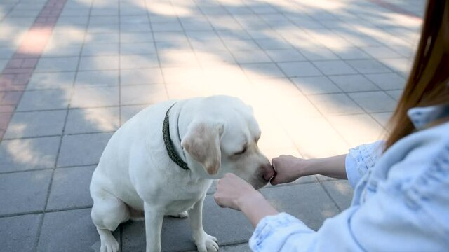 Young girl with her pet dog having fun outdoor and the golden Labrador Retriever guesses in which hand the dog biscuit is