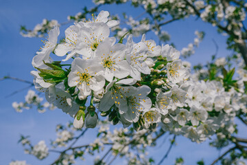 white cherry blossom