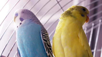 Yellow and blue budgies are very close to each other, love