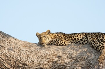 leopard in the tree