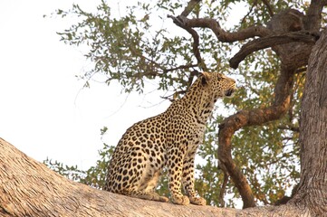 leopard in the tree