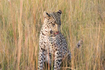 Fototapeta na wymiar cheetah in the grass
