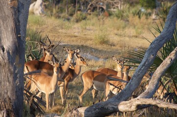 impala in the wild