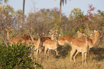 impala in the wild