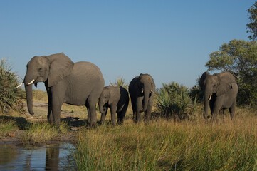 Fototapeta na wymiar herd of elephants