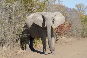 Fototapeta na wymiar elephant in the nature 