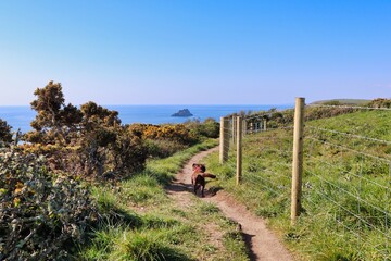 Hiking south coast path uk with brown chocolate working cocker spaniel dog with ocean views