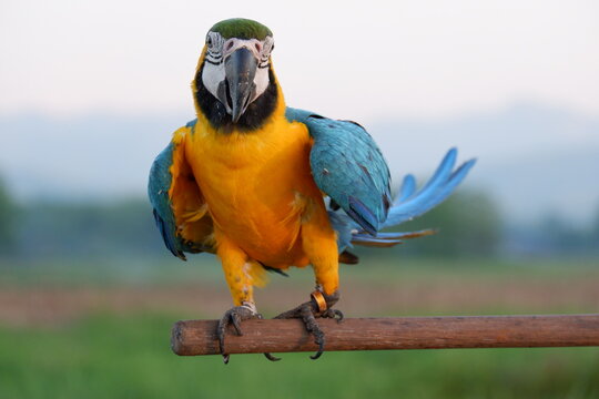 macaw parot bird wing blue and yellow  big bird