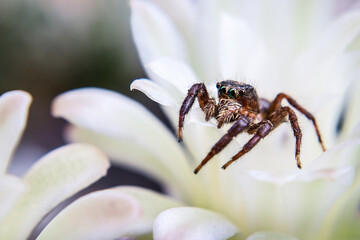 Spider on white cactus flower