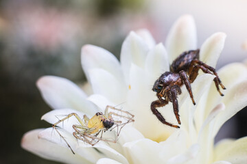 Spider on white cactus flower