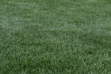 丁寧に芝刈りされて整備された天然芝のサッカーのピッチ