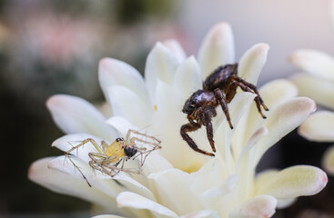 Spider on white cactus flower
