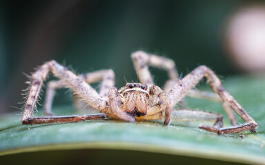 spider on tree leaf background, macro spider on leaf, animal in wild, lurking on a leaf