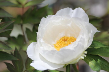 白色の牡丹の花