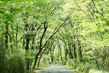 Fototapeta na wymiar 新緑の林道