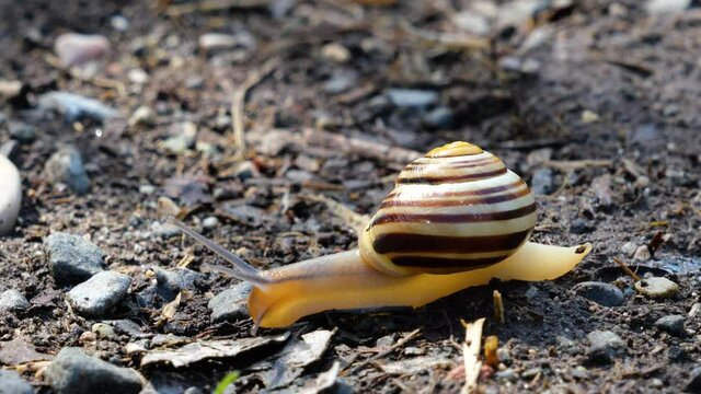 Nahaufnahme einer sich fortbewegenden  Garten-B&auml;nderschnecke (Cepaea hortensis)