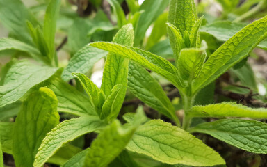 tea leaves green from greek mountains