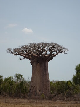 [Madagascar] One big baobab tree, Adansonia grandidieri in Andonbiry village