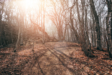 Road through dawn morning forest at autumn