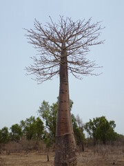 Fototapeta na wymiar [Madagascar] Uniquely shaped baobab tree in Andonbiry village