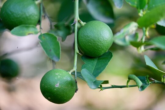 green lime and lemon fruit garden for cooking