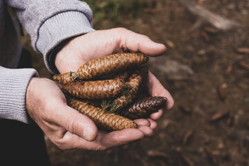 a man holds many spruce cones in his hands