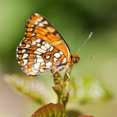 Northern Checkerspot butterfly perched on a plant. Foothills Park, Santa Clara County, California, USA.