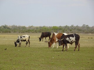Beautiful grasslands and grazing cows in Madagascar