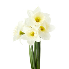 Beautiful narcissus flowers isolated on white background, inclusive clipping path.