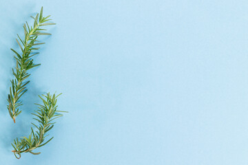 Fresh rosemary on blue color background.