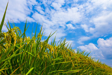 実った稲と青空