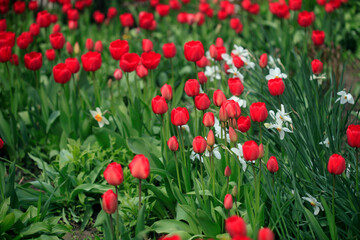 Colorful spring tulips on nature background