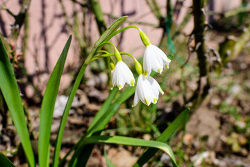 Small and delicate white snowdrop spring flowers in full bloom in forest in a sunny spring day, blurred background with space for text, top view or flat lay of beautiful flowers.