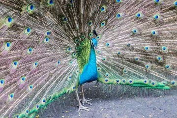 Fotobehang Peacock © mankha61
